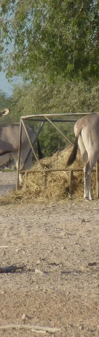 Oryxherde